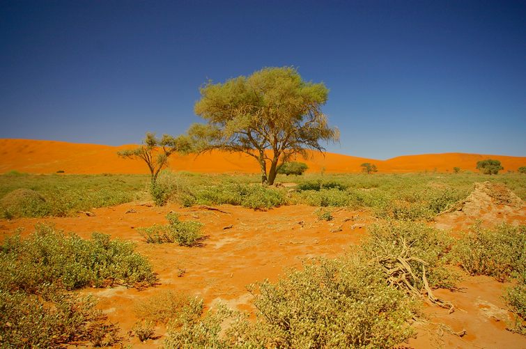 385 Namibia Okt 2006 .JPG